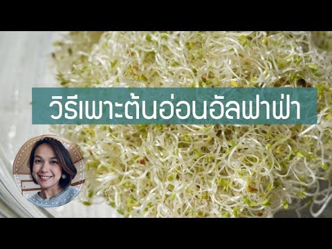 วิธีเพาะต้นอ่อนอัลฟาฟ่า ง่ายนิดเดียว How to Grow Alfalfa Sprouts