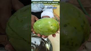 😱 4 KG Mango உண்மையாவா? | Pune King Mango Tree in Chennai 🥭🌳
