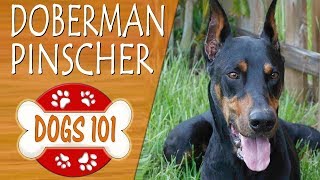 Dogs 101  DOBERMAN PINSCHER  Top Dog Facts About the DOBERMAN PINSCHER