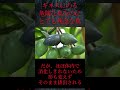 【ゆっくり解説】ギネスにのる程の恐ろしさをもつヒクイドリ