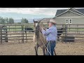 On the road...Again! Halter Breaking a Colt