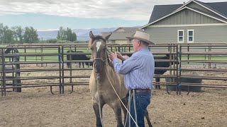 On the road...Again! Halter Breaking a Colt