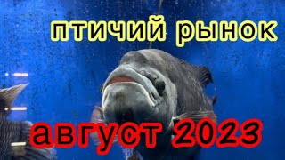 ПТИЧИЙ РЫНОК, САДОВОД, МОСКВА. Обзор рыб АВГУСТ 2023