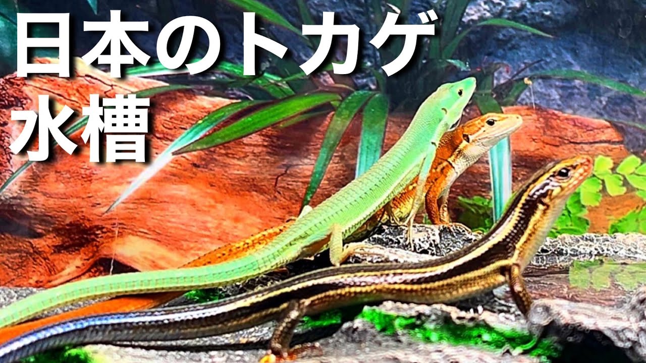 国産のトカゲ達が暮らす水槽をレイアウト！