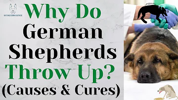 Why Do German Shepherds Throw Up? (Causes & Cures)