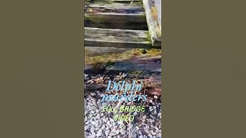 Full bridge video of Abby and Libby w/ Richard Allen right behind them. #richardallen #delphi