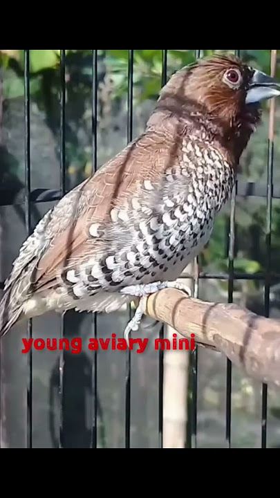 gacor burung emprit peking.#burungkicau #birdsounds