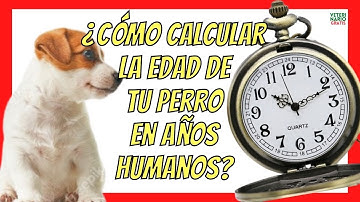 ⏱ ¿CÓMO CALCULAR LA EDAD DE UN PERRO EN AÑOS HUMANOS? ⏱
