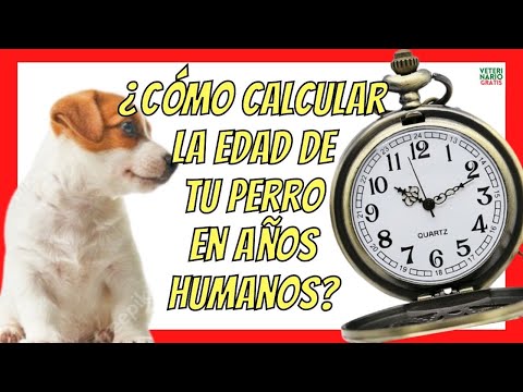 Video: Aquí está cómo calcular REALMENTE la edad de su mascota