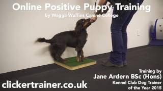 Wagga Wuffins Online Puppy Training