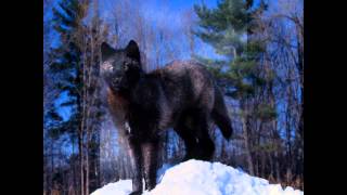 black wolf slideshow