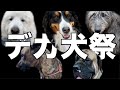 【犬イベント】超大型犬がこれだけ集まると楽しいわ【ビッグわん大集合2020】