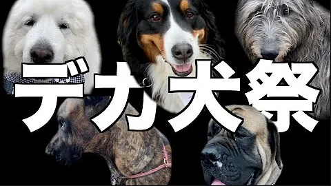 大型犬mp3