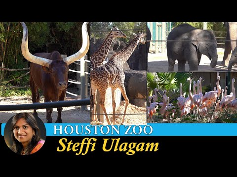 Houston Zoo Tour in Tamil | Ankola Bull , Anaconda, Anteater, Flamingo, Giraffe