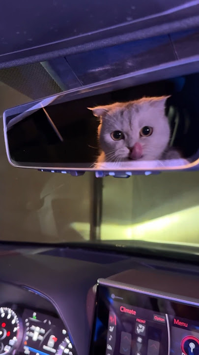 And who would you save?🤔 #cat #cats