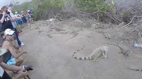 Iguanas on St Maarten Caribbean