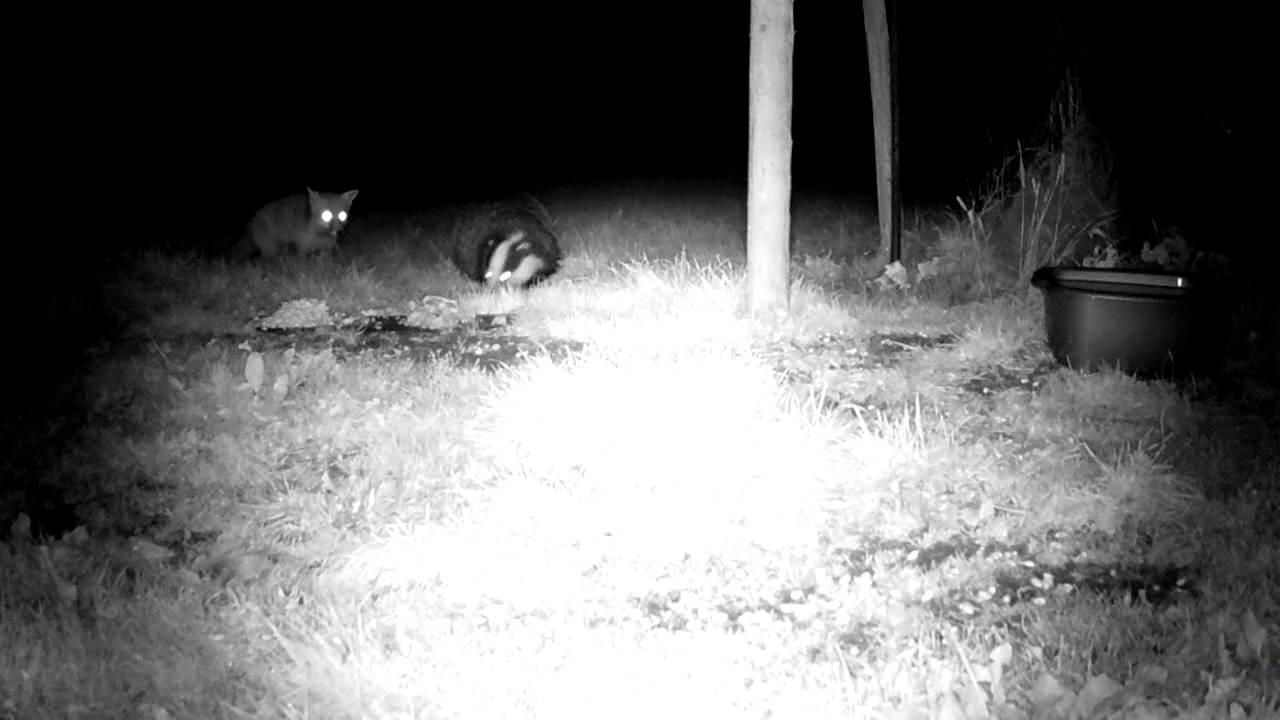badger animal habitat Fox And Badger Greeting Sounds