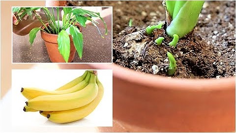 바나나껍질을 활용하여 천연식물영양제 만들기
