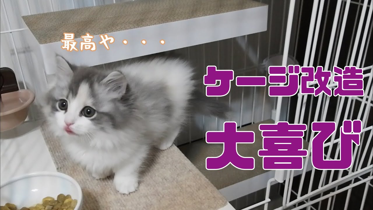 【便利】子猫のお家をリフォームして快適にしてみた