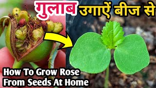 गुलाब बीज से कैसे उगाऐं.How to grow rose from seeds.Rose plant growing tips. Grow Rose From Seeds.