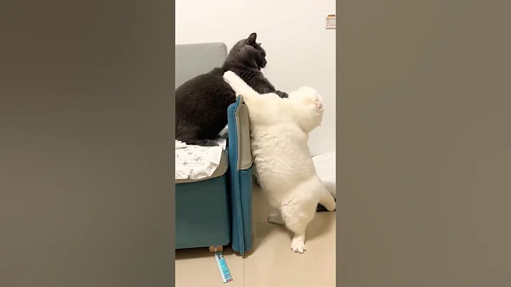 Biggest Fighting 🫣 #cat #shorts #catlover #catvideos #catsoftiktok #tiktok #shortsfeed #cattiktok
