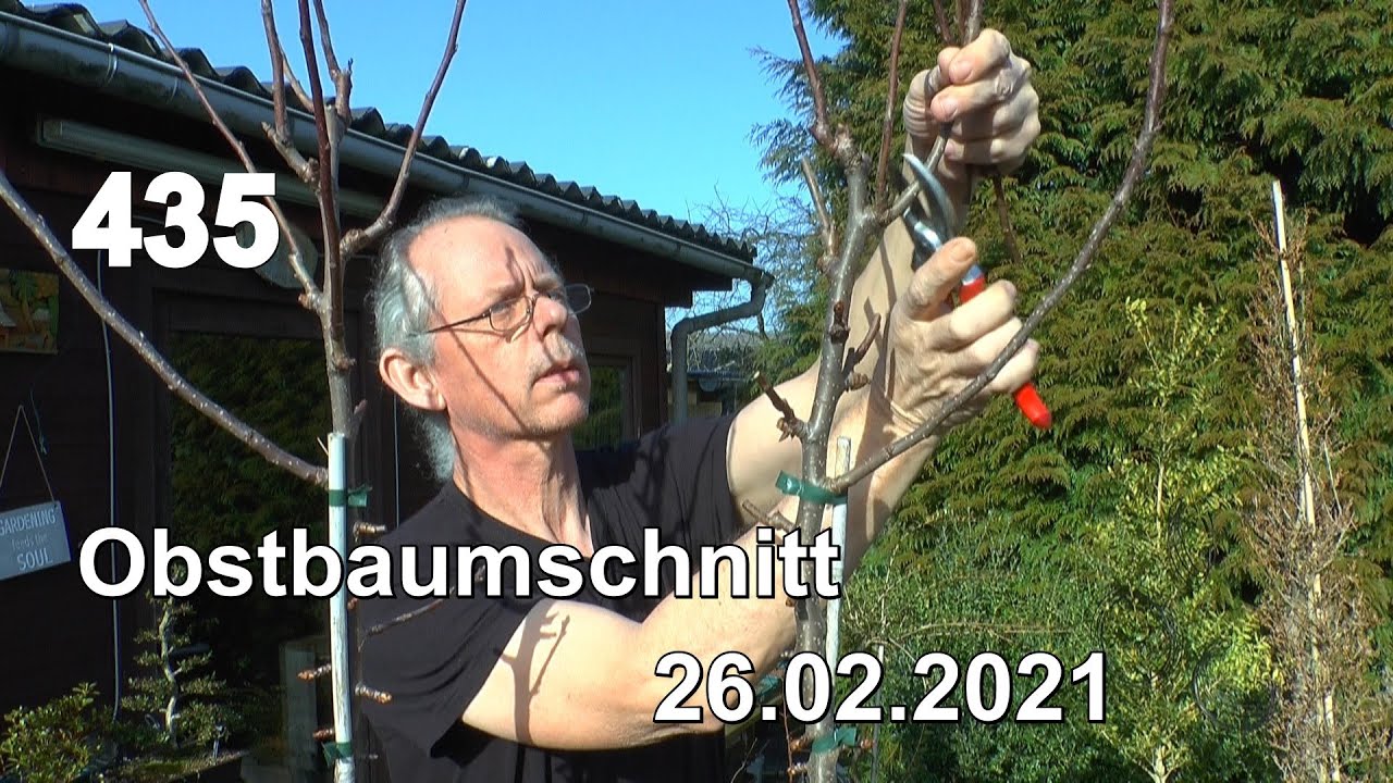 Obstbaum Schnitt an Birne als kleiner Baum im Topf mit umpflanzen und