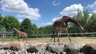 Baby giraffe @ toronto zoo -