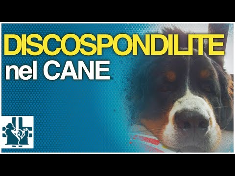 Video: Waarom houden honden van hun eigenaren?