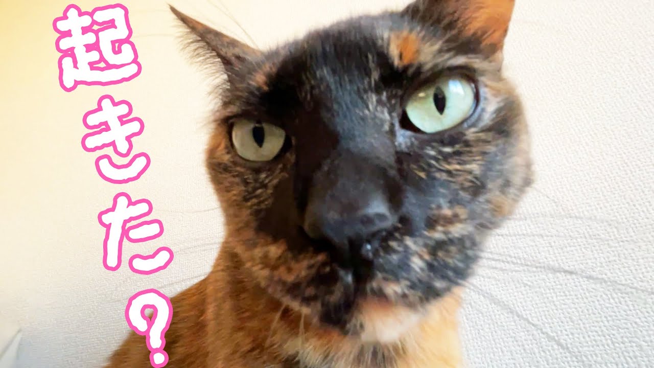 朝一緒に起きてかくれんぼをするママとサビ猫モモっちのルーティン