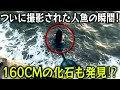 【実話】イスラエルで人魚が現れる瞬間を捉えた1分間の映像!人魚の存在を証明する4つの戦慄の発見!1200年前、約160センチの化石など