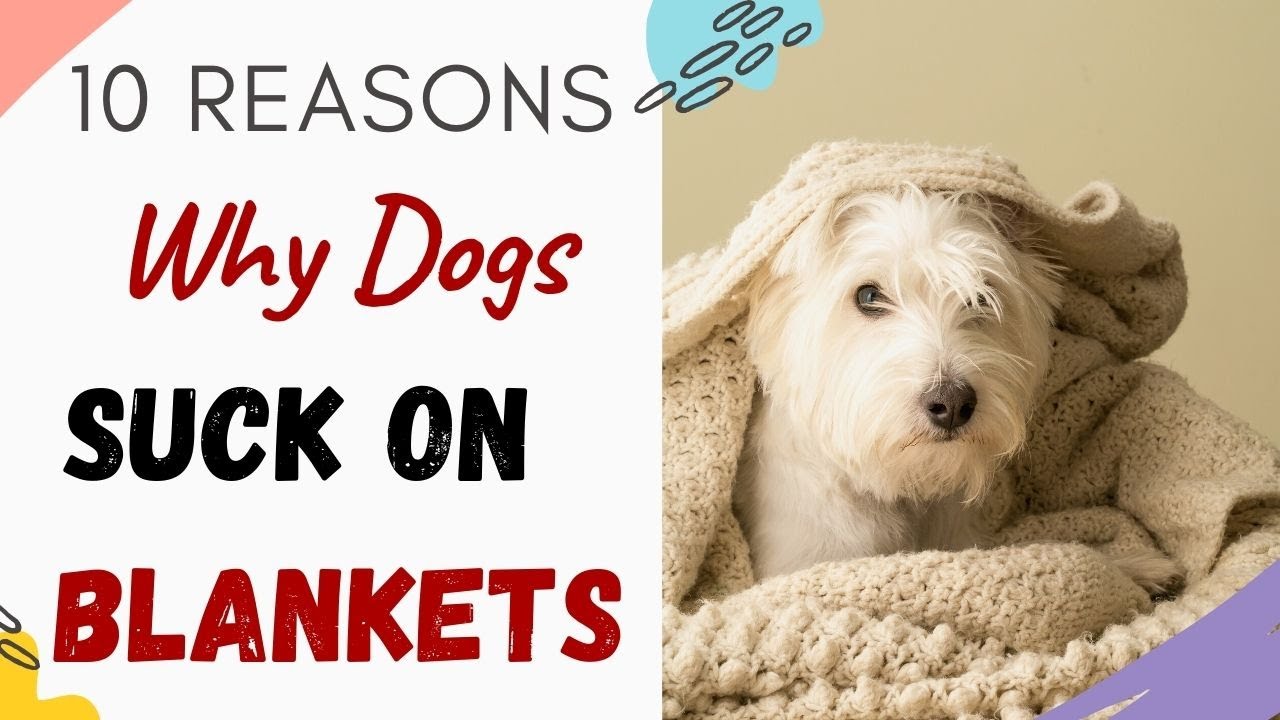 Why Does My Dog Suck On Blankets (10 Reasons Explained)
