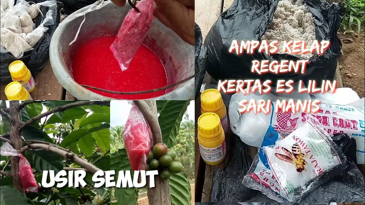 cara mengatasi hama semut pada pohon kopi saat akan panen