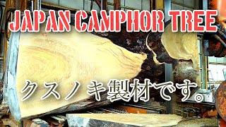 クスノキの製材動画です。Japan camphor tree