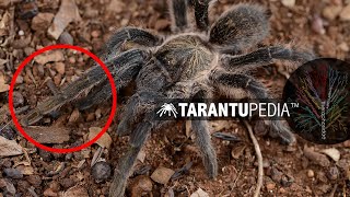 Harpactira species with unique leg colouration by Tarantupedia™ 898 views 4 years ago 2 minutes, 9 seconds