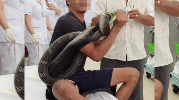 Người đàn ông bị rắn hổ mang cắn đang nguy kịch | VTC14