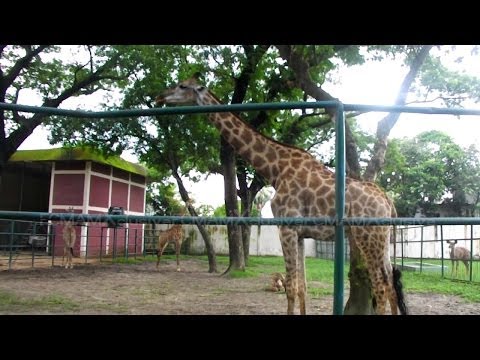 Ranker Video