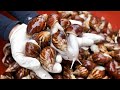 “국내 최초 달팽이 강정?” 달팽이를 튀김으로 만드는 역대급 달팽이 음식 Korean food fried snails, Korean street food