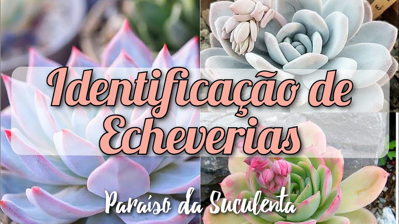 Identificação de 100 echeverias / Jardim de Suculentas