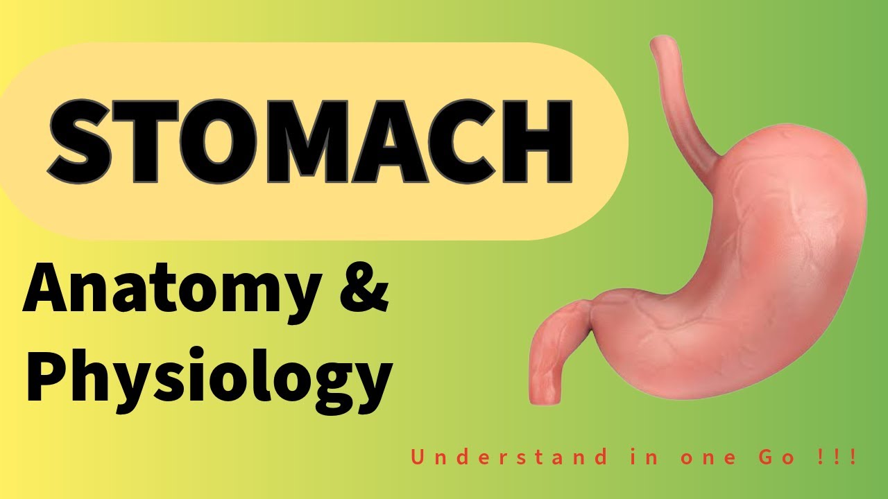 Digestive System | Stomach | Parts of Stomach | Enzymes | Functions | | Anatomy & Physiology |