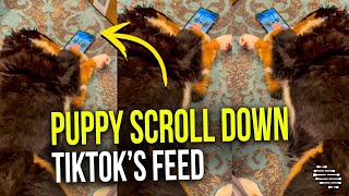 Precious Puppy Keeps Trying to Scroll Down TikTok’s Feed While Laying on Its Side
