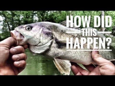 We caught the same fish TWICE? -- (Creek Fishing) 2019 - YouTube