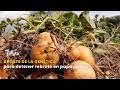Aporte de la genética para detener rebrote en papa criolla - TvAgro por Juan Gonzalo Angel
