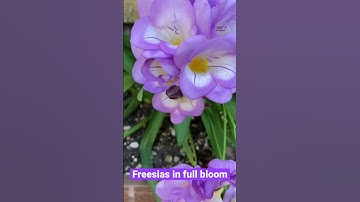 Thumbnail of Freesias in Full Bloom
