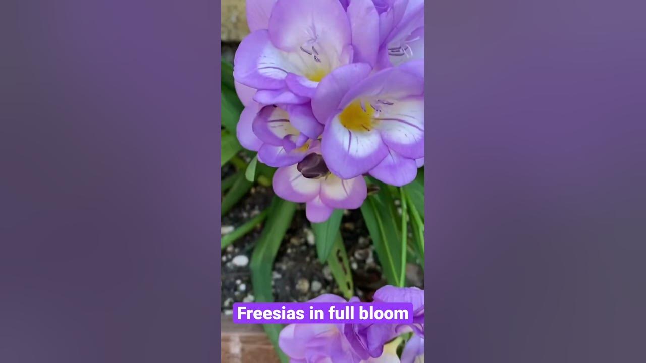 Freesias in Full Bloom Freesias in Full Bloom