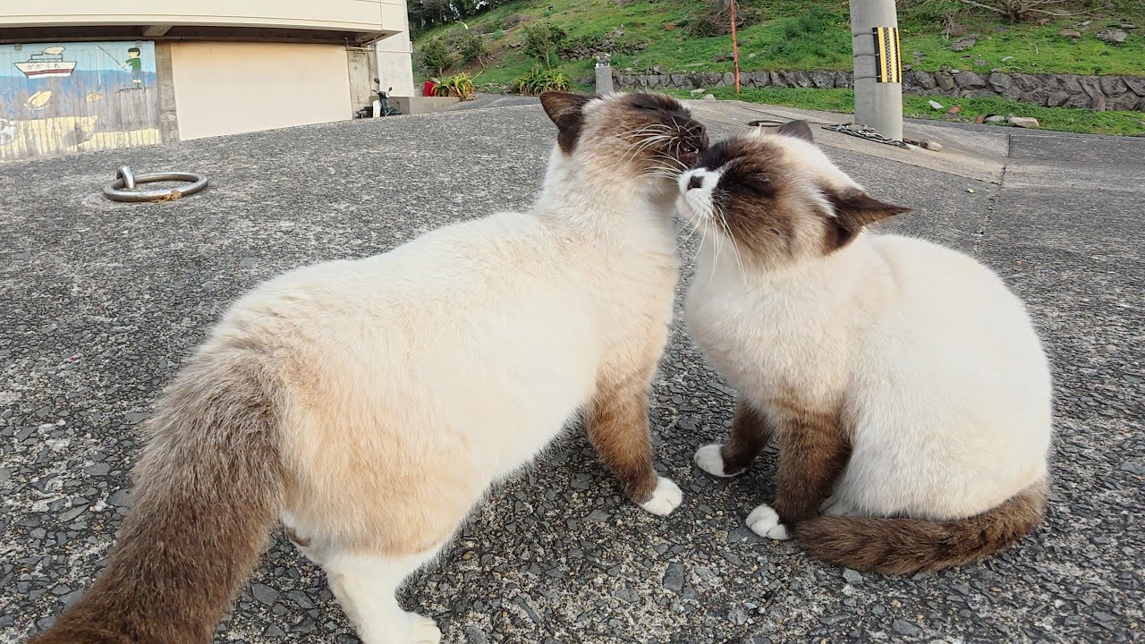 ゆ*ら様 シャム猫ちゃん親子　リトル ヤーンハンターズ　コヤンイサムチョン　トー Two identical cats clean each other's hair - YouTube