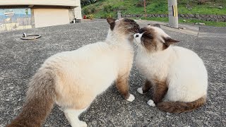 Two identical cats clean each other's hair - YouTube