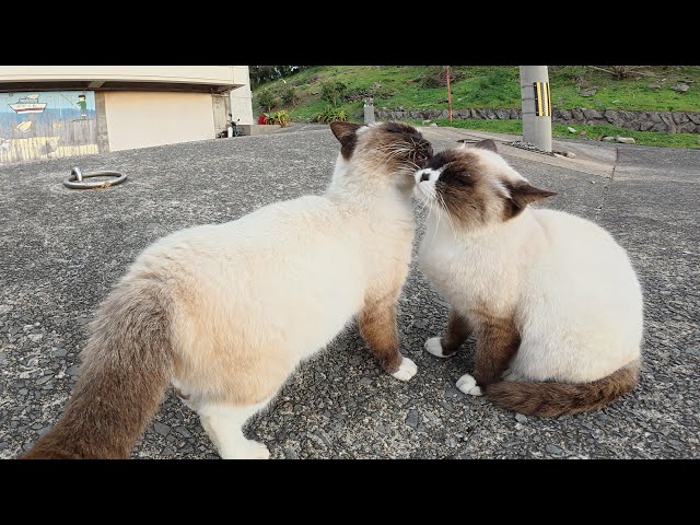 Two identical cats clean each other's hair - YouTube