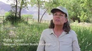 Dolores River Restoration Project