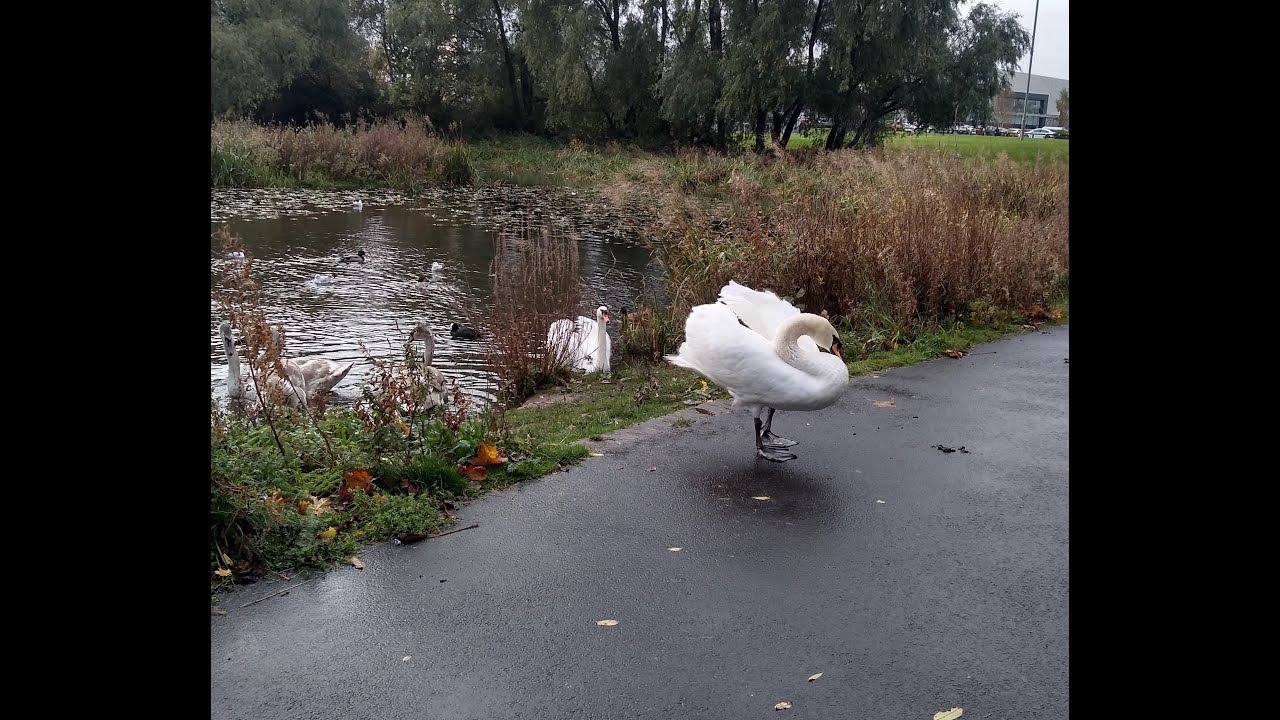 Behavioural sampling methods: Focal sampling - YouTube