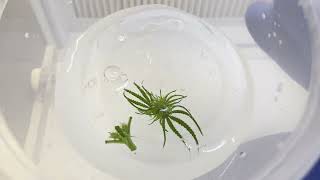 Trying to Tissue Culture a Flowering Herm at Home!